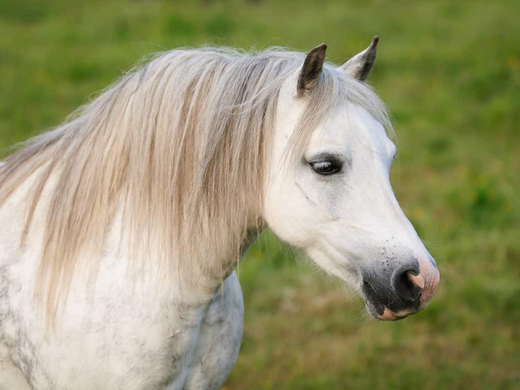 Colpo alla testa del pony gallese