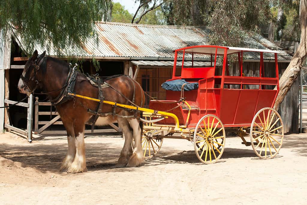 Diligenza e cavallo da tiro di Clydesdale