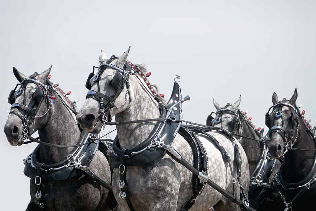 Squadra in corsa di cavalli Percheron imbrigliati