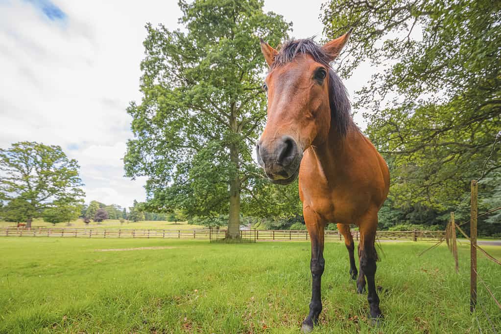 Cavallo della Baia di Cleveland