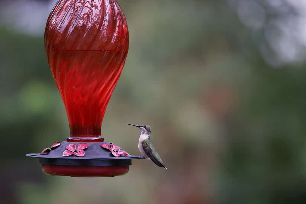 Il colibrì femmina dalla gola rubino naviga in una giornata ventosa per nutrirsi presso una mangiatoia per colibrì rossa in vetro.