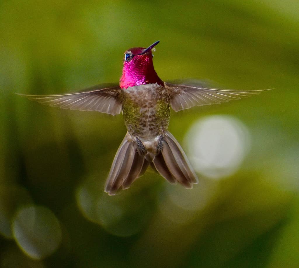 Squisito, sbalorditivo e colorato colibrì di Anna maschio con le ali della testa color rosa magenta iridescente e brillante che volteggiano