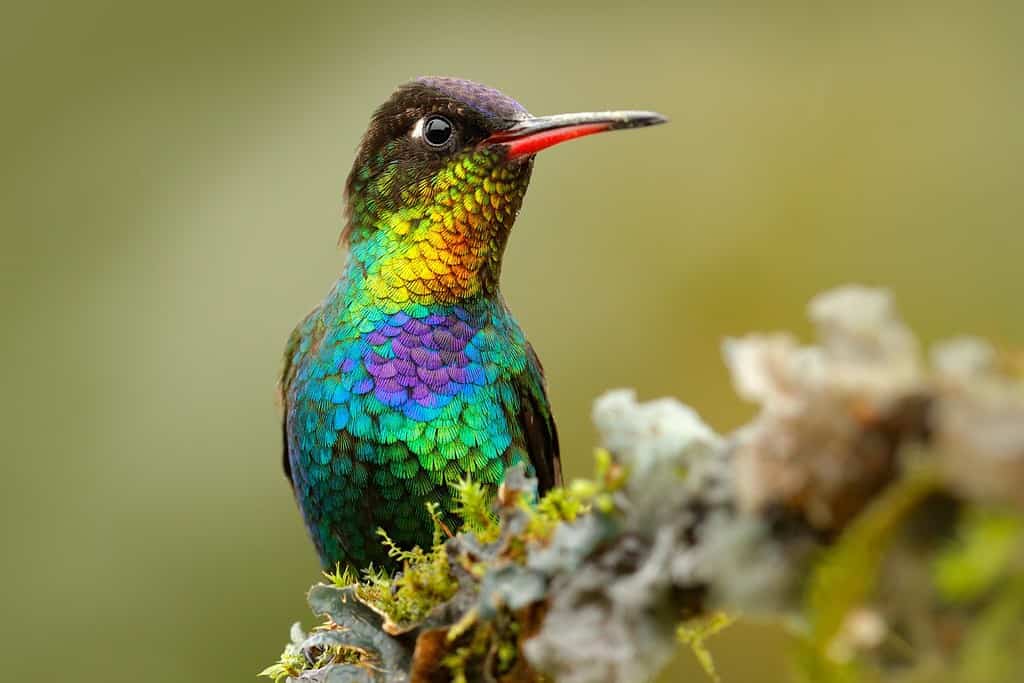 Uccello rosso lucido lucido.  Colibrì dalla gola ardente, Panterpe insignis, uccello colorato seduto sul ramo.  Animale luminoso di montagna proveniente da Panama.