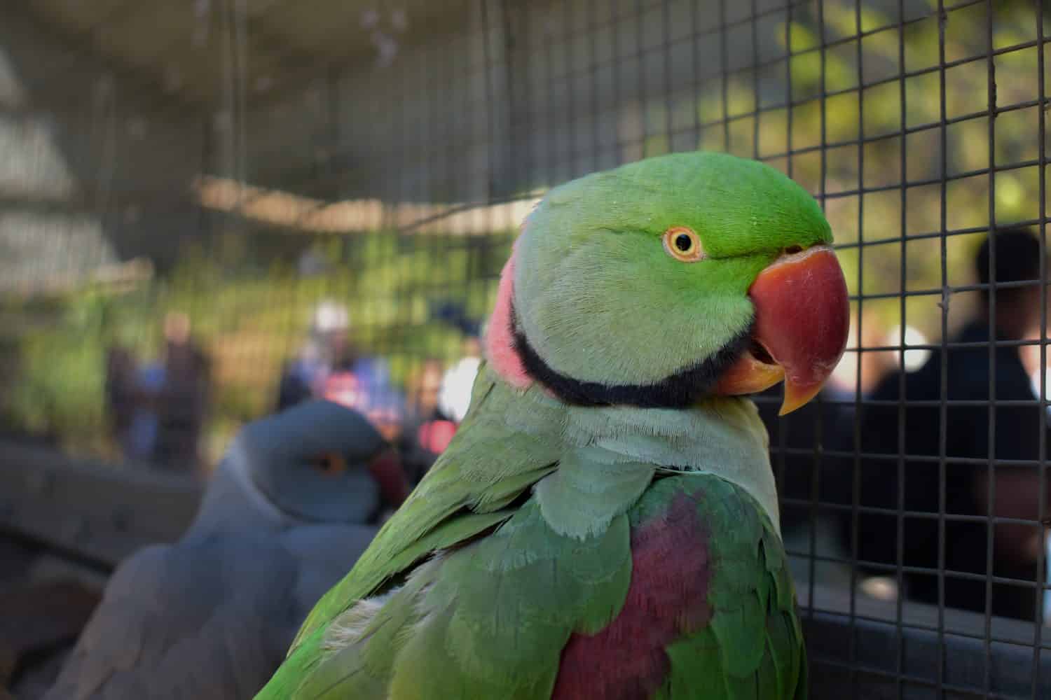 Primo piano di un pappagallo indiano verde dal collo ad anello