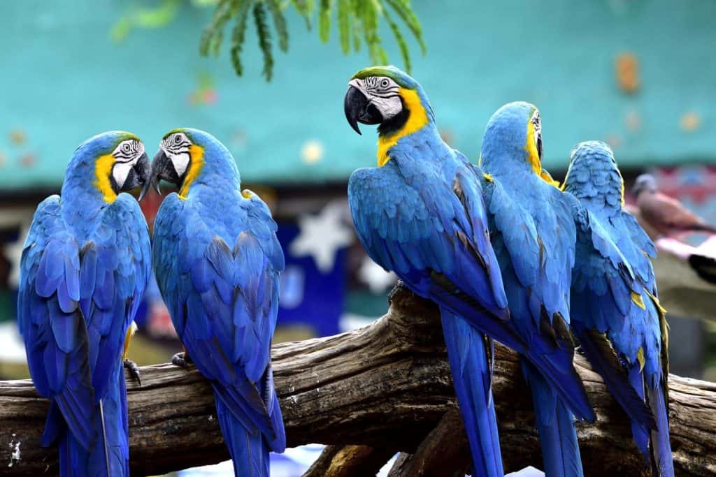 Stormo di uccelli ara blu e dorati insieme appollaiati su un tronco nello zoo, bellissimi pappagalli