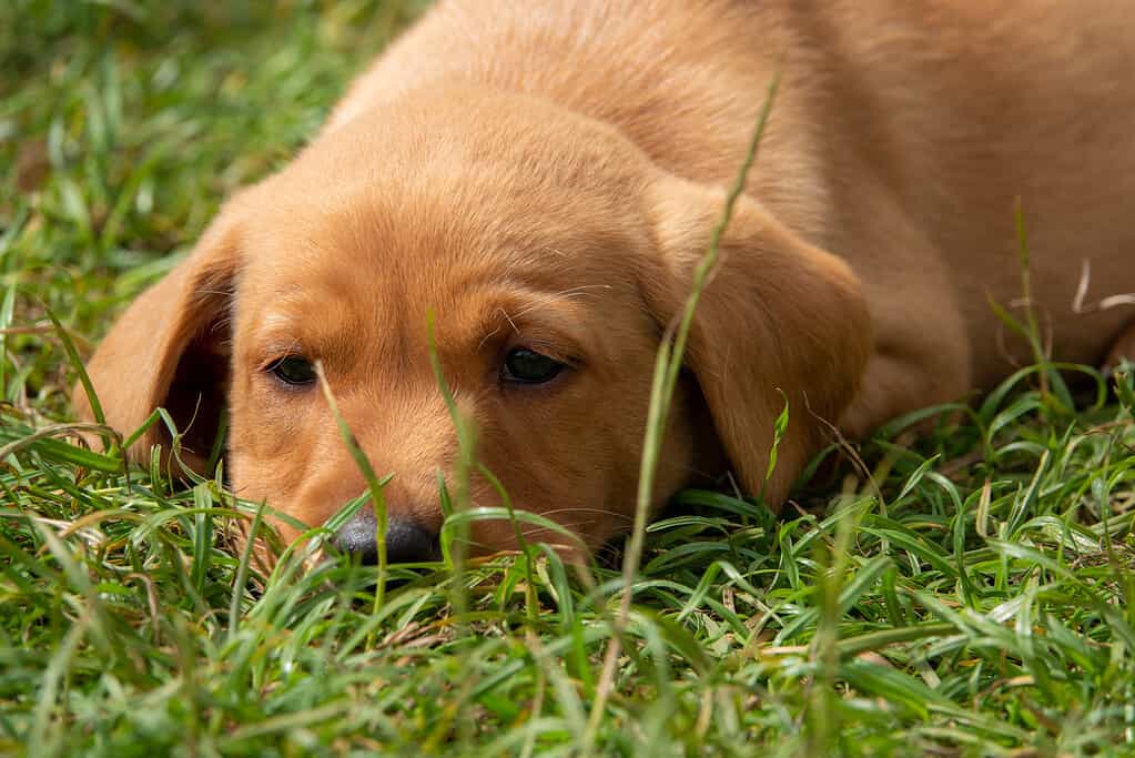 Un cucciolo di Labrador Retriever sdraiato nel giardino.