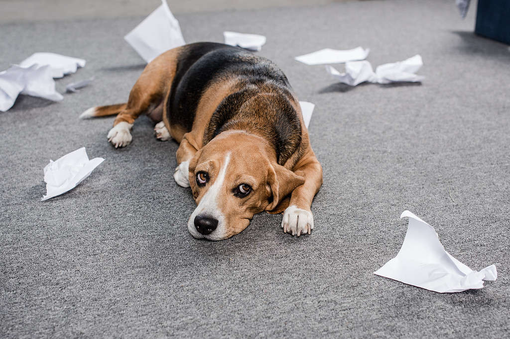 cane beagle colpevole con carta strappata sdraiato sul pavimento a casa