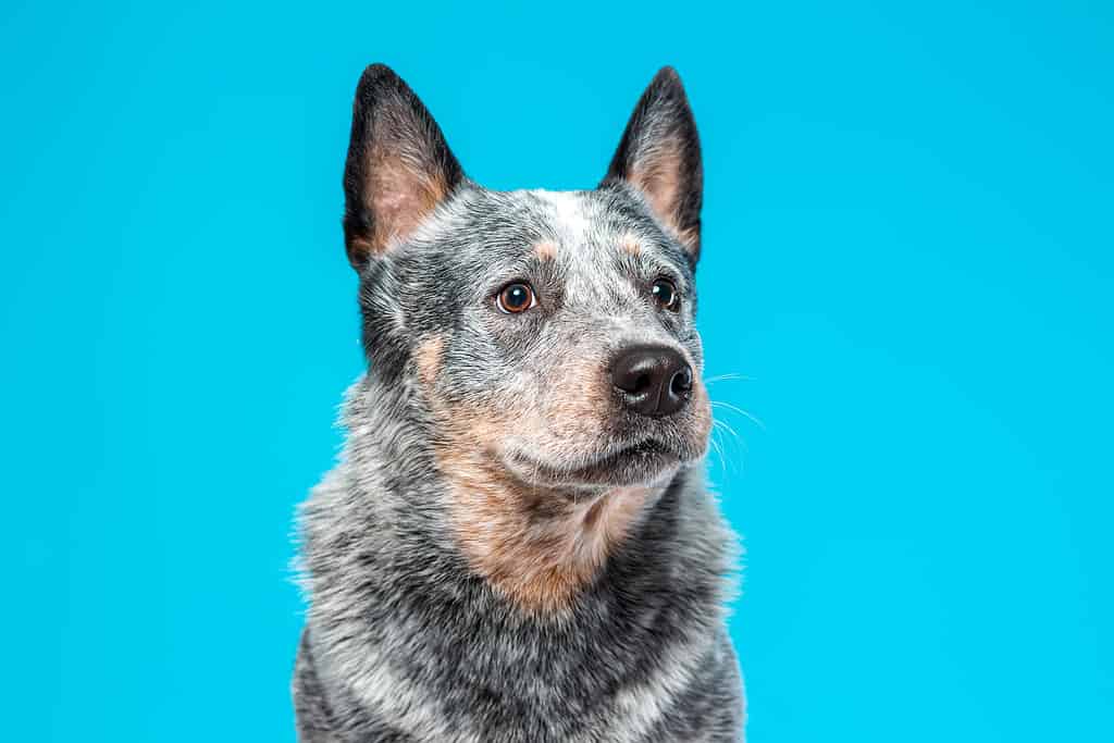 Ritratto ravvicinato del volto serio di un heeler blu o di un cane da bestiame australiano su sfondo blu.  Copia spazio