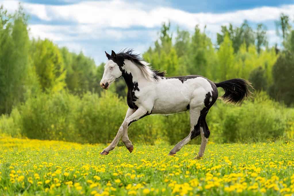 Bellissimo giovane cavallo di vernice overo che corre nel campo in estate