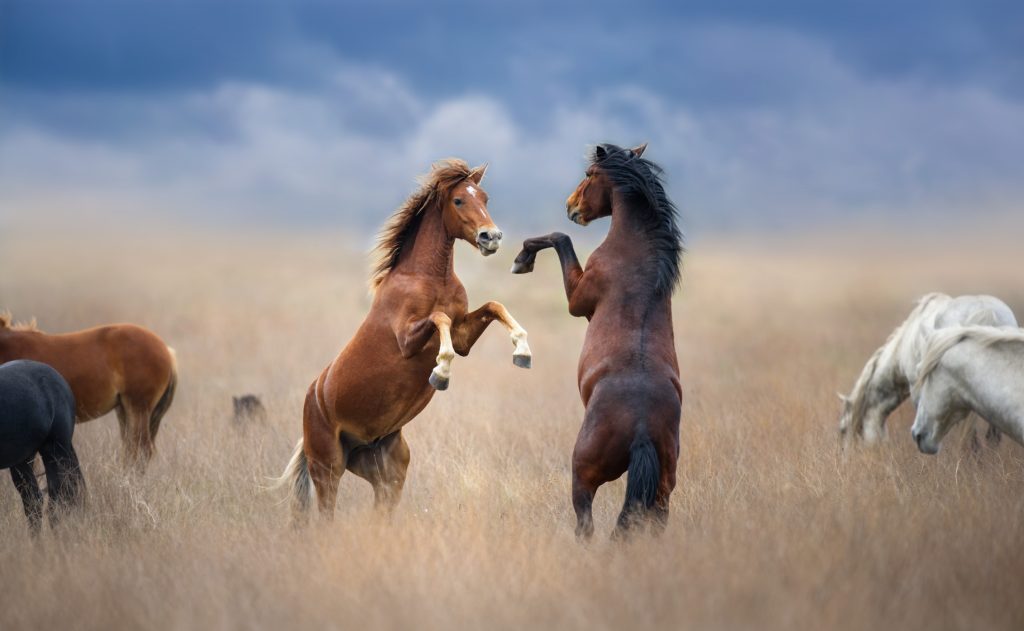 Due cavalli che si impennano in una mandria