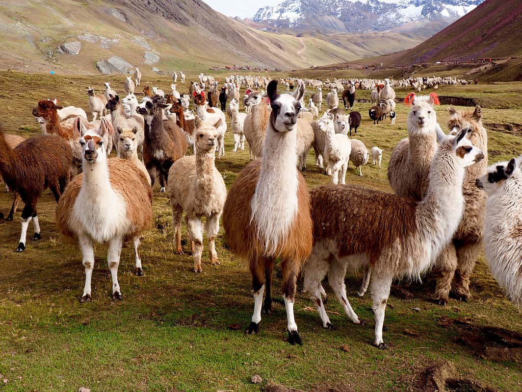 Lama e alpaca del Perù