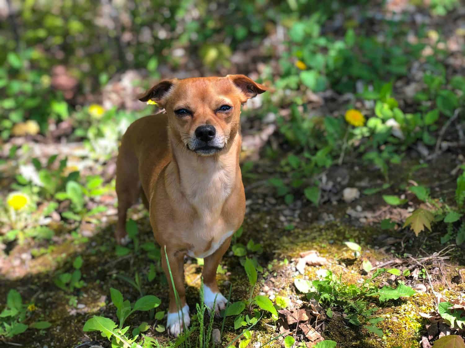 Chiweenie, un chihuahua e un bassotto mescolano il cane all'aperto tra l'erba e i denti di leone durante la primavera