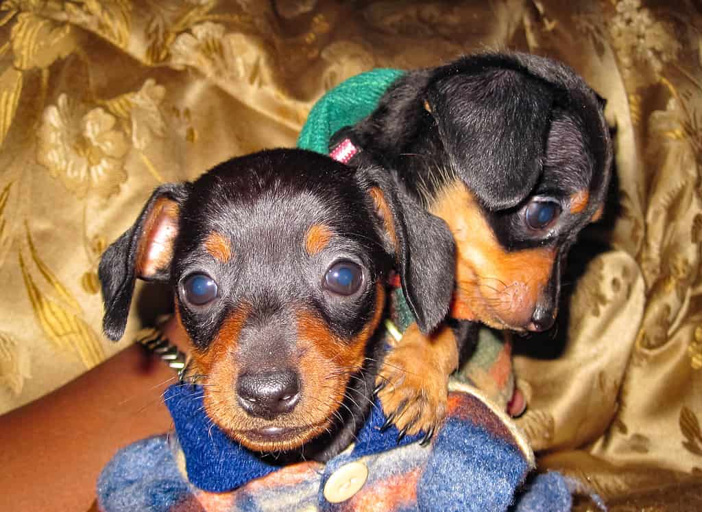 Sorelle dei cuccioli di Chihuahua