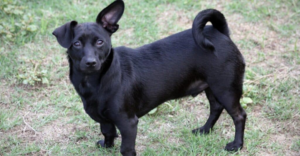 Giovane cane Chiweenie nero che gioca fuori.