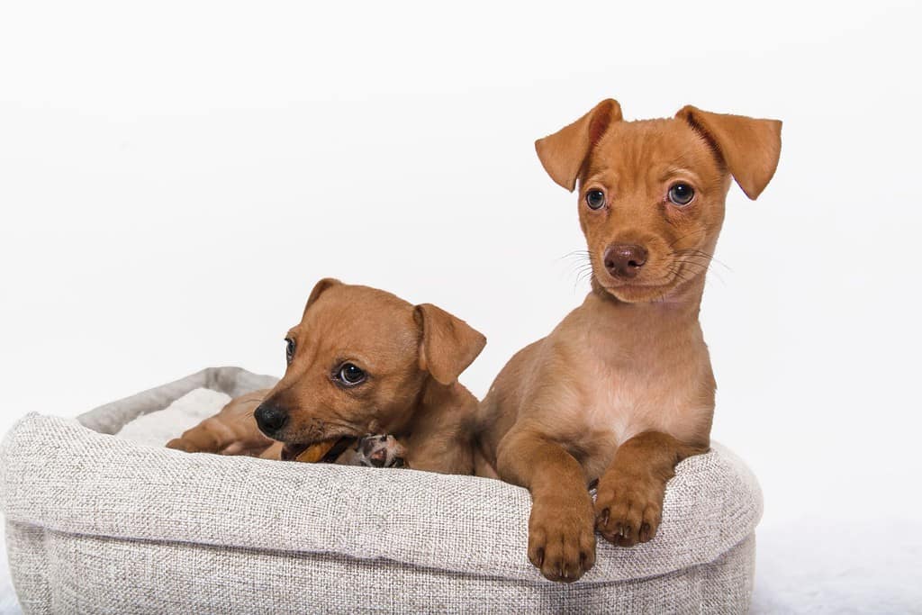 Due marrone rosso Chihuahua Bassotto Chiweenie cuccioli giovane cercando in posa nel letto del cane giocando in ritratto in studio isolato su sfondo bianco tagliato