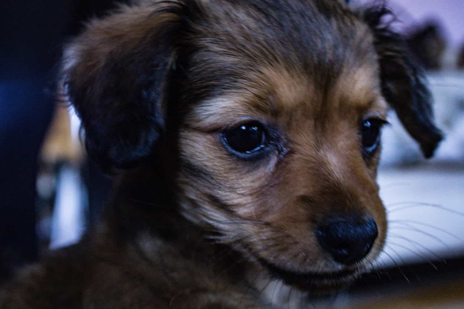 Adorabile ritratto della casa del cucciolo di Chiweenie