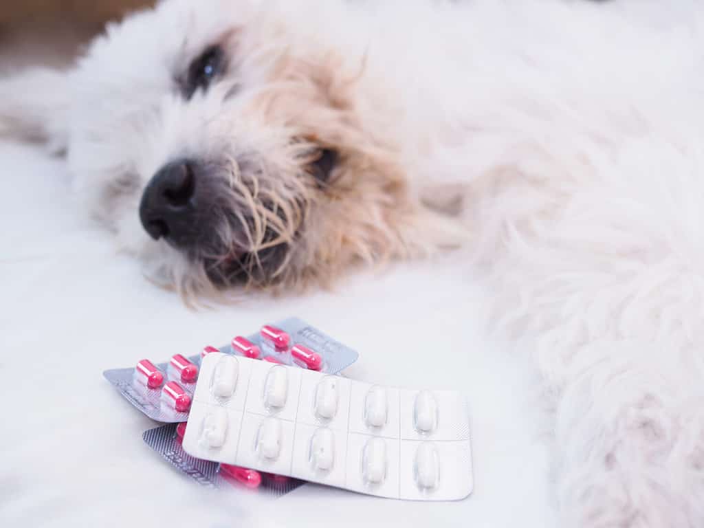 Pannello dei farmaci, capsule, antidolorifici e medicinali del cane bianco malato.