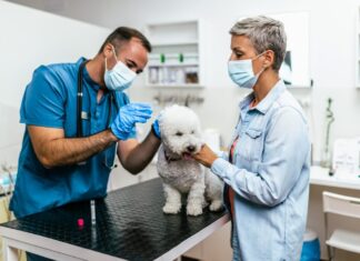 cane malato dal veterinario per un controllo.  Lei e il veterinario indossano maschere protettive a causa della pandemia di Coronavirus.