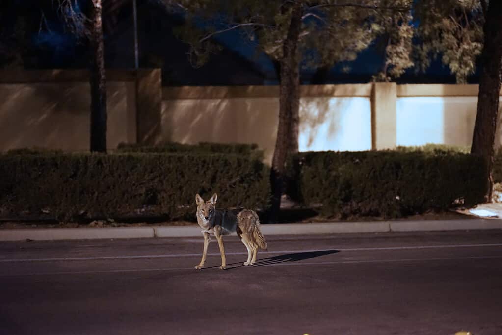 Coyote che vaga per una strada di periferia