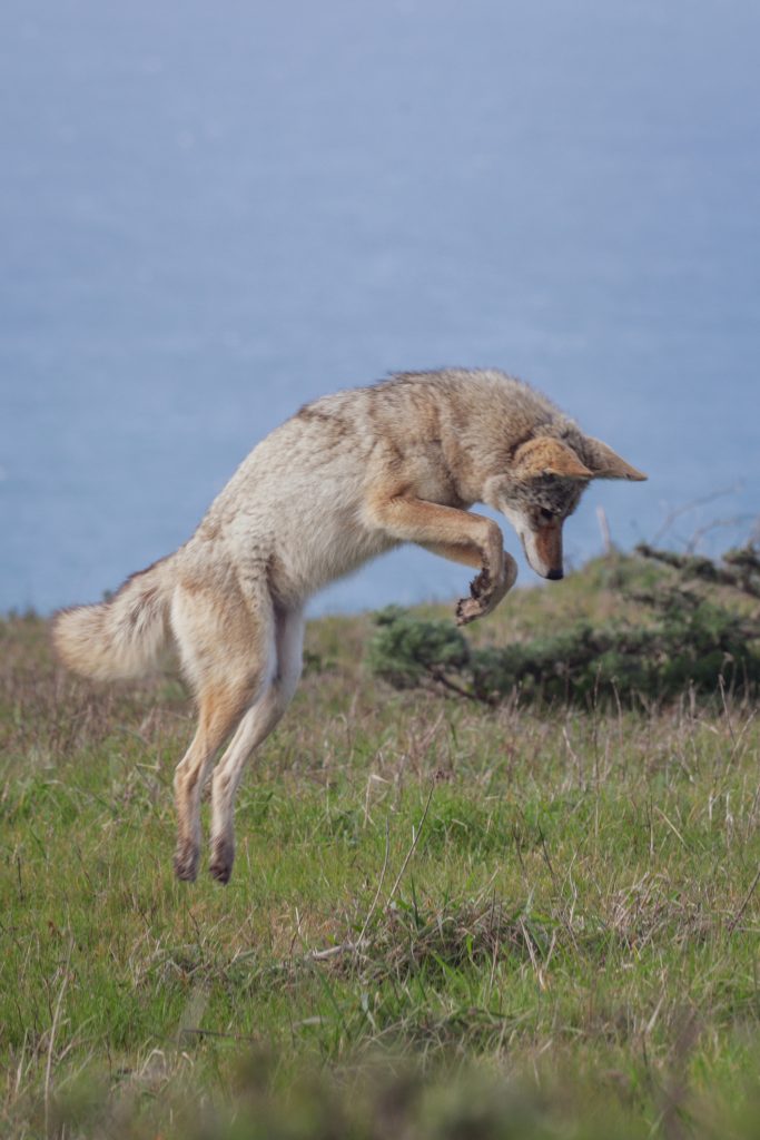 Coyote che salta sulla costa nazionale di Point Reyes