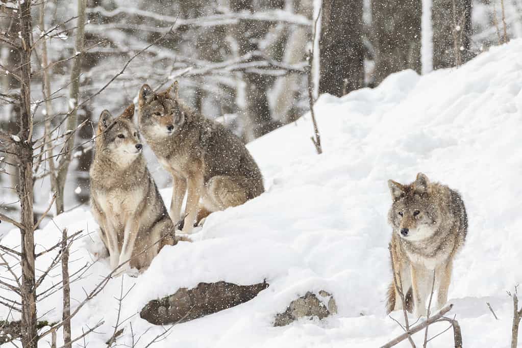 coyote in inverno