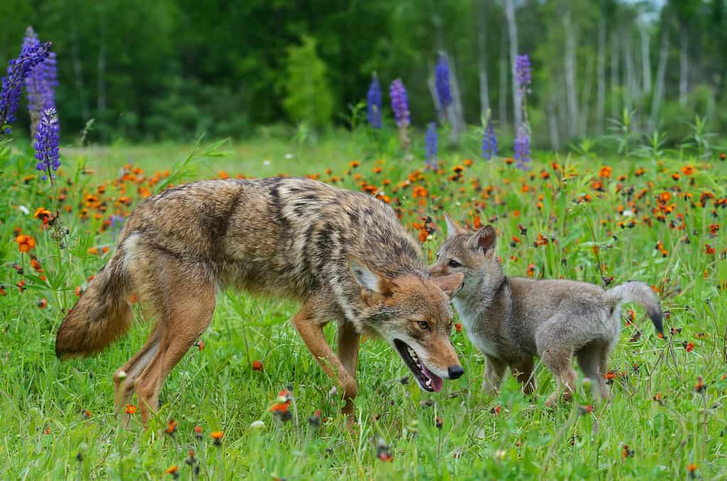 Coyote adulto che gioca con il cucciolo