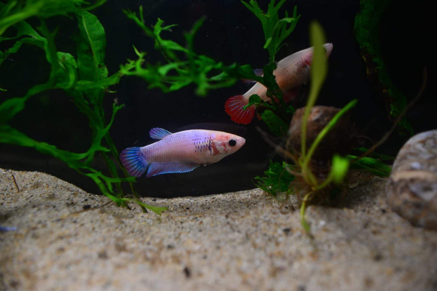 Bellissimo pesce betta femminile colorato nel serbatoio dell'acqua dolce