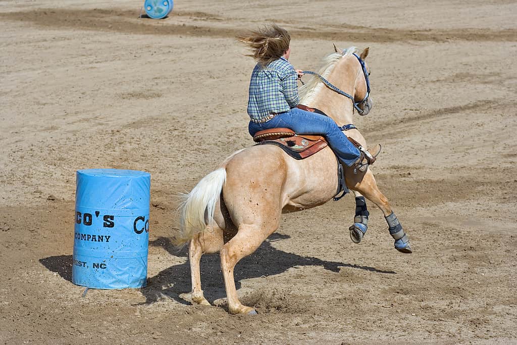 Rodeo a cavallo