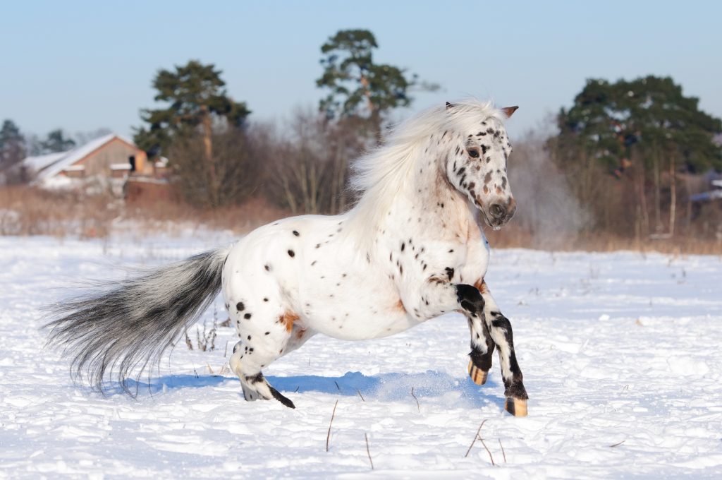 Il pony Appaloosa corre al galoppo in inverno