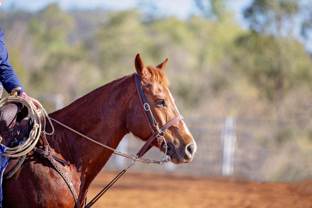 Cavallo Nella Competizione Rodeo