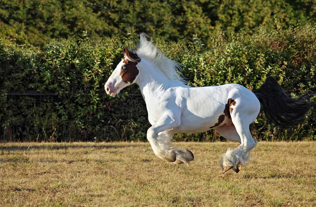 Lo stallone Gypsy Vanner Horse corre al galoppo