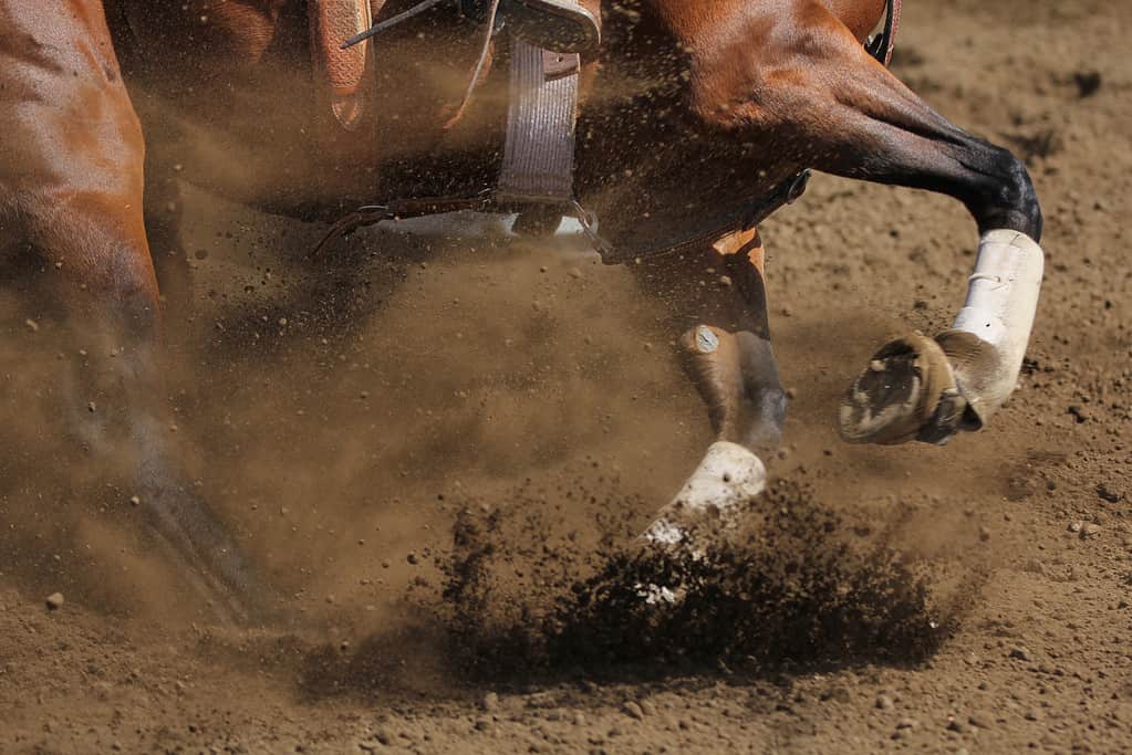 Vista ravvicinata di un cavallo da corsa a botte scorrevole.