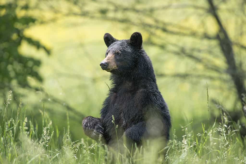 Orso nero seduto a terra circondato dal verde in una foresta con sfondo sfocato