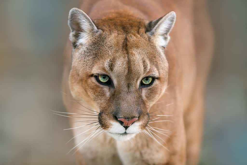 Puma, ritratto del puma su sfondo chiaro