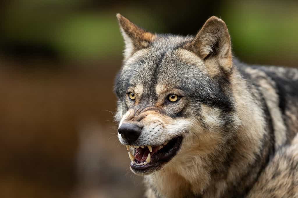 Ritratto di un lupo grigio arrabbiato nella foresta