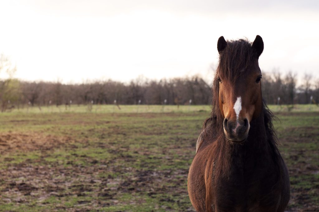 Lo stallone pony Hackney si trova in un pascolo fangoso al sole.