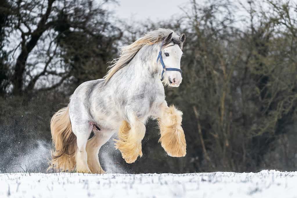 Grande puledro irlandese del cavallo della pannocchia nel campo nevoso che corre selvaggio nella neve sull'allevamento a terra