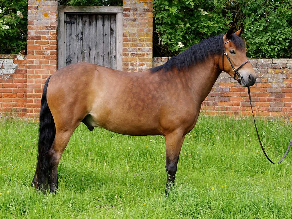 Pony della nuova foresta