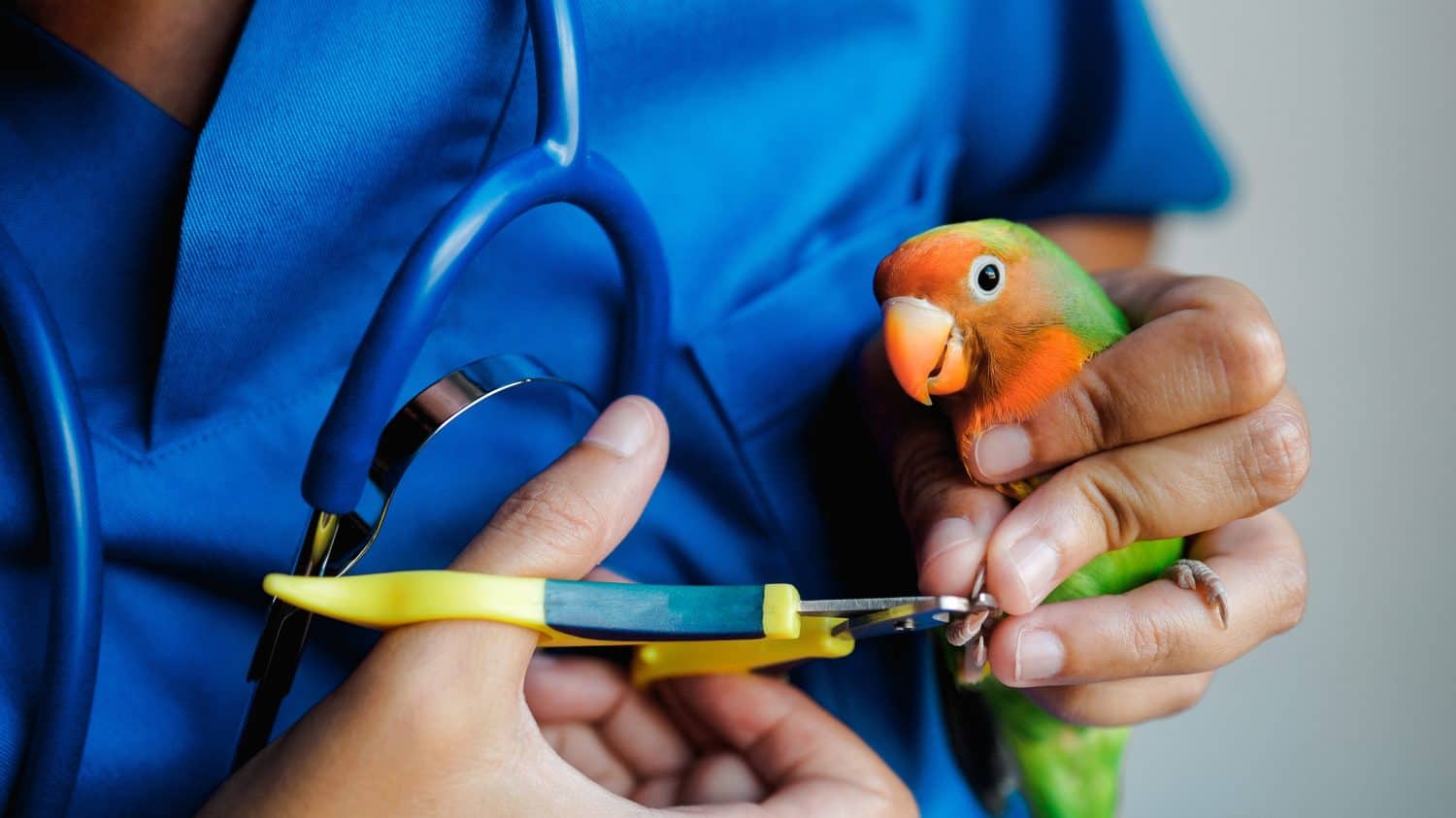 Esotico veterinario, pappagallo, ama le unghie degli uccelli - Animali da compagnia tropicali