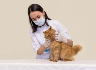 Veterinario che vaccina un gatto