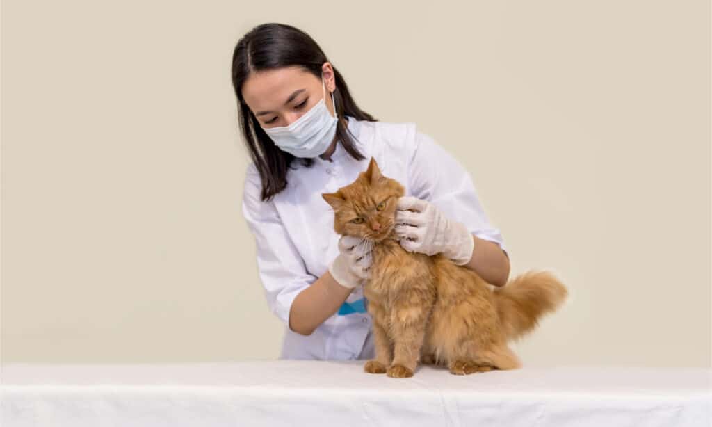 Veterinario che vaccina un gatto