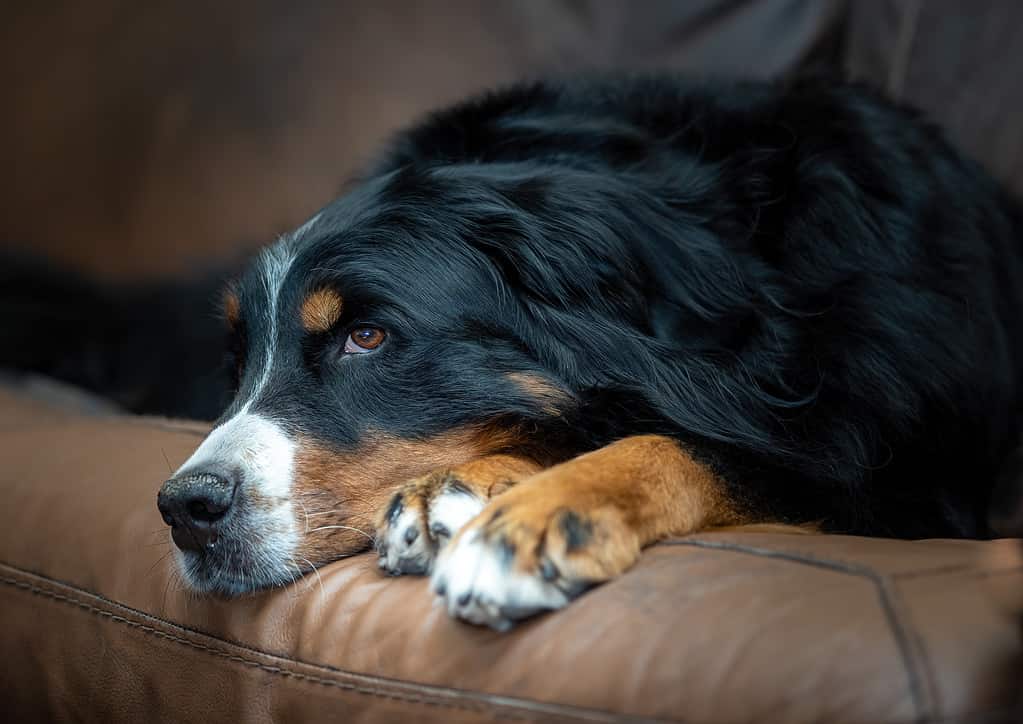 Bellissima e felice cagnolina da montagna bernese che si rilassa sul divano a casa