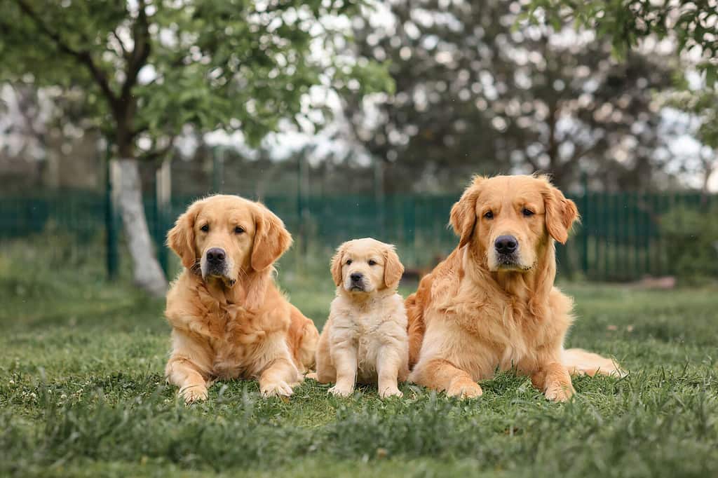 Cucciolo di Golden Retriever seduto vicino a cani Golden Retriever adulti. Anziano e cucciolo. Cucciolo di 8 settimane. Tre cani.