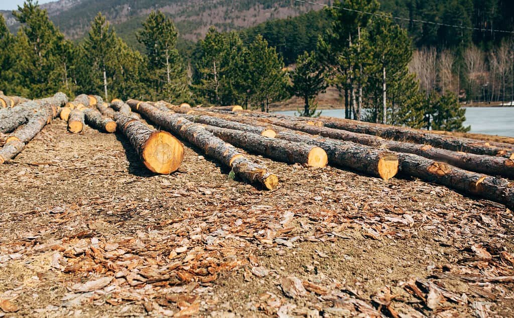 tronchi abbattuti di un pino nella foresta.  aziende di raccolta legname.