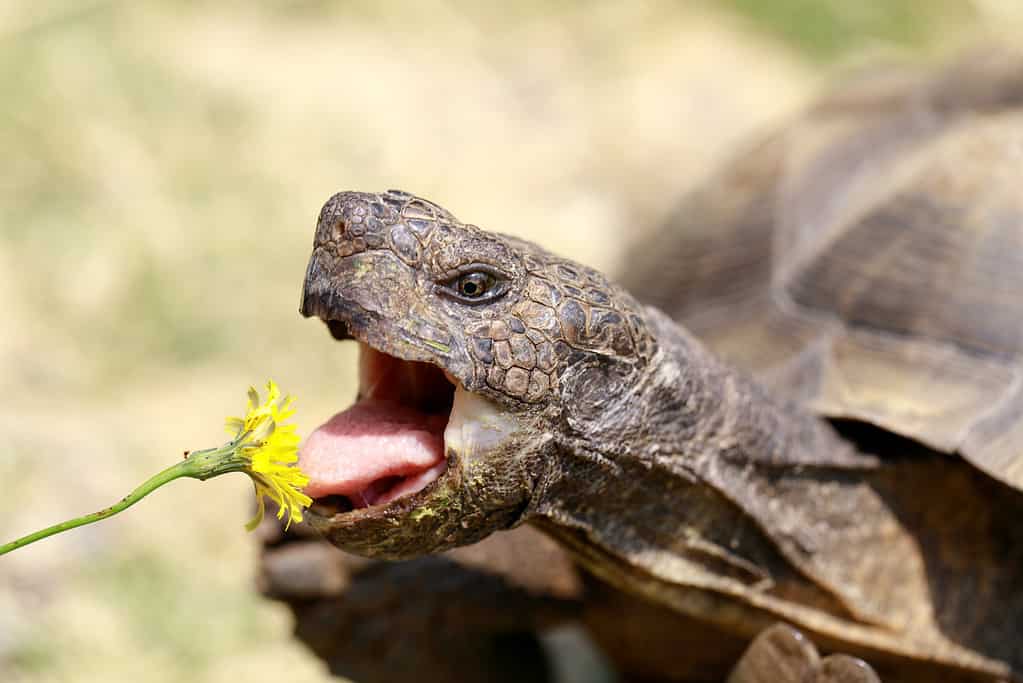Tartaruga del deserto della California del maschio adulto in cattività che mangia il dente di leone.  San Rafael, contea di Marin, California, Stati Uniti.