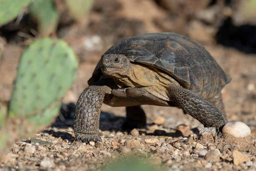 Tartaruga del deserto di Sonora al Catalina State Park in Arizona.