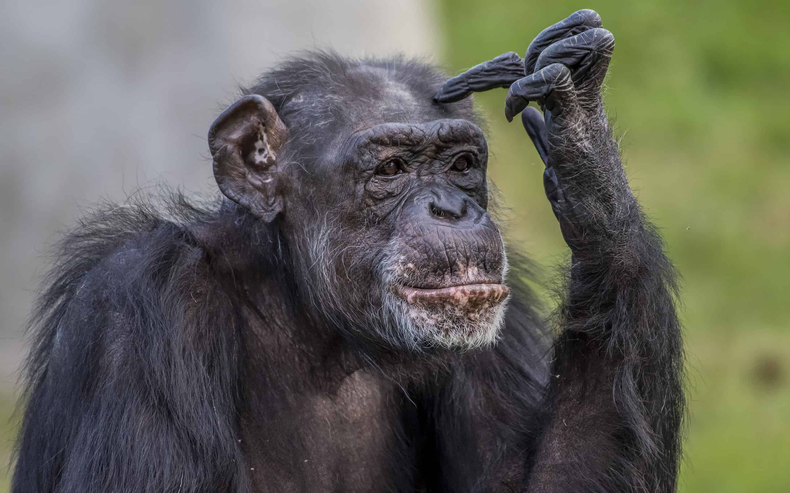 Colpo del primo piano di uno scimpanzé che fa una postura pensante