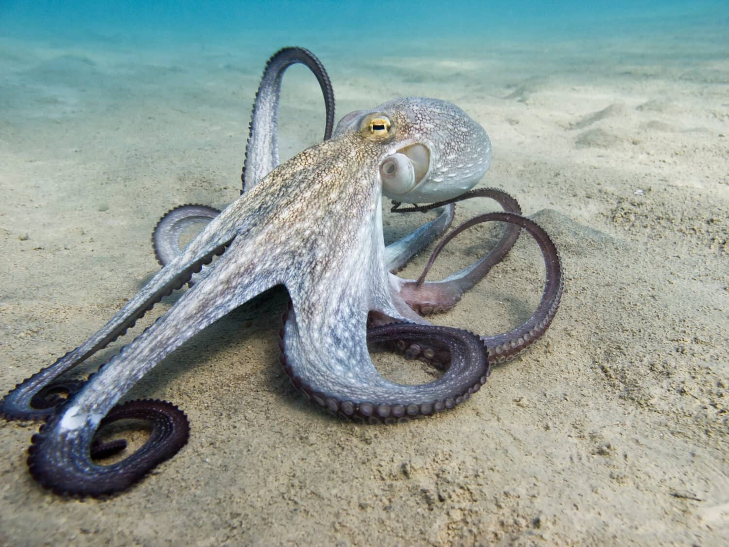 Il polpo (Octopus vulgaris Cuvier, 1797) o polpo è un cefalopode della famiglia Octopodidae marino