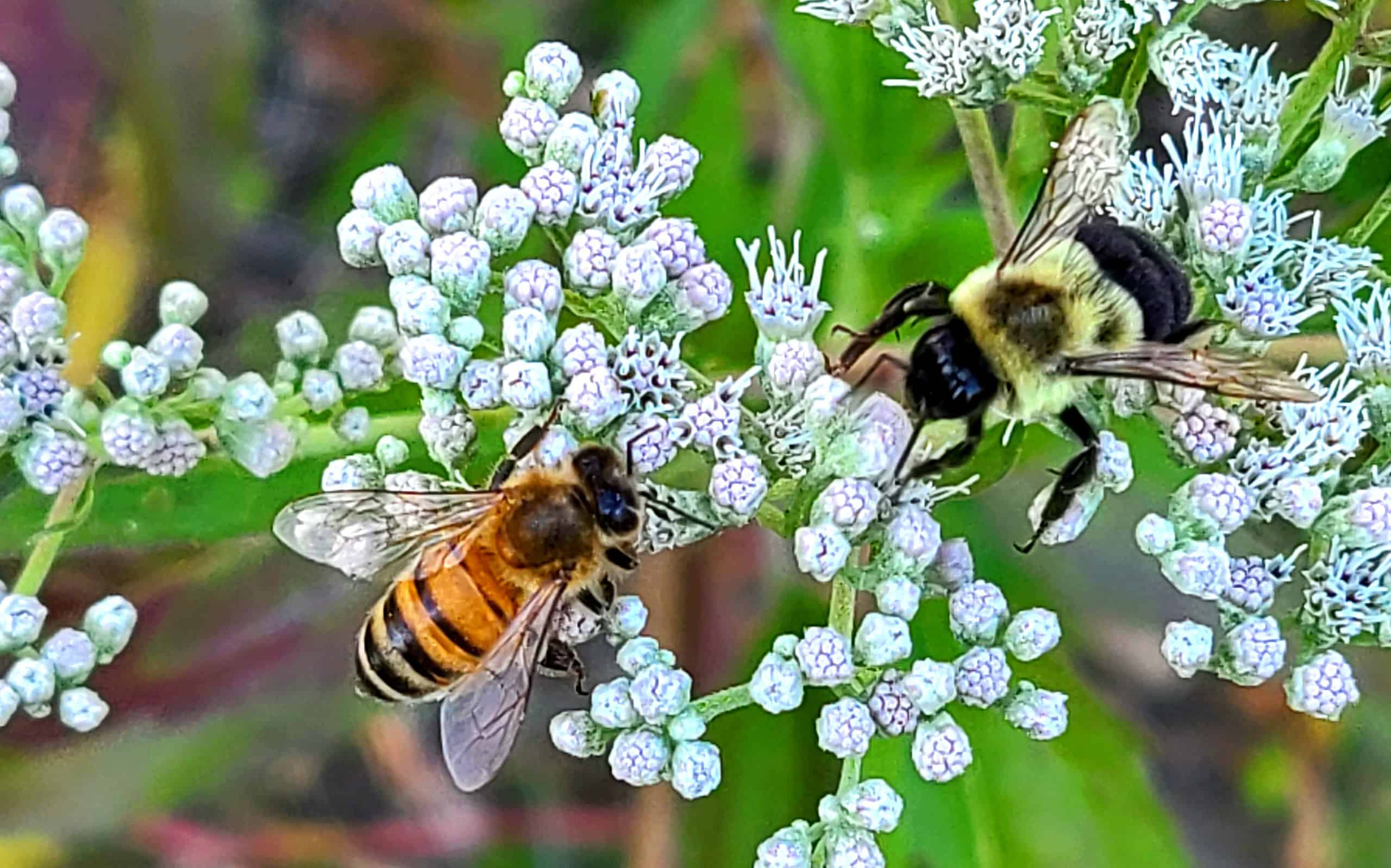 Due api di specie diverse sullo stesso fiore