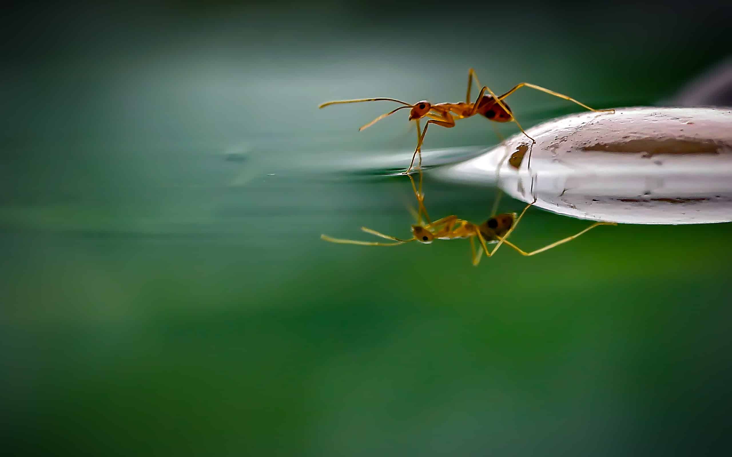 Una formica in piedi su una foglia che beve acqua da uno stagno.
